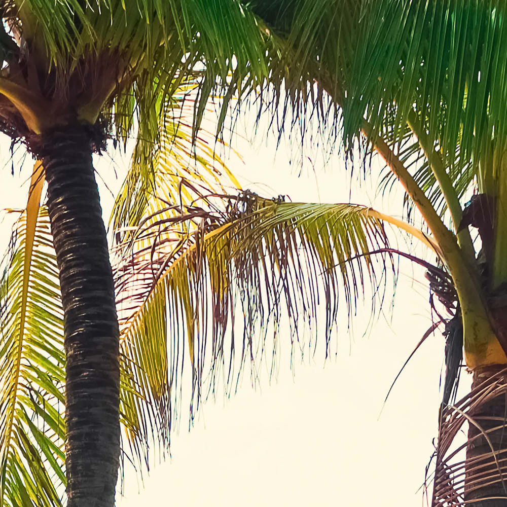 Papier peint panoramique Aloha — vue 3