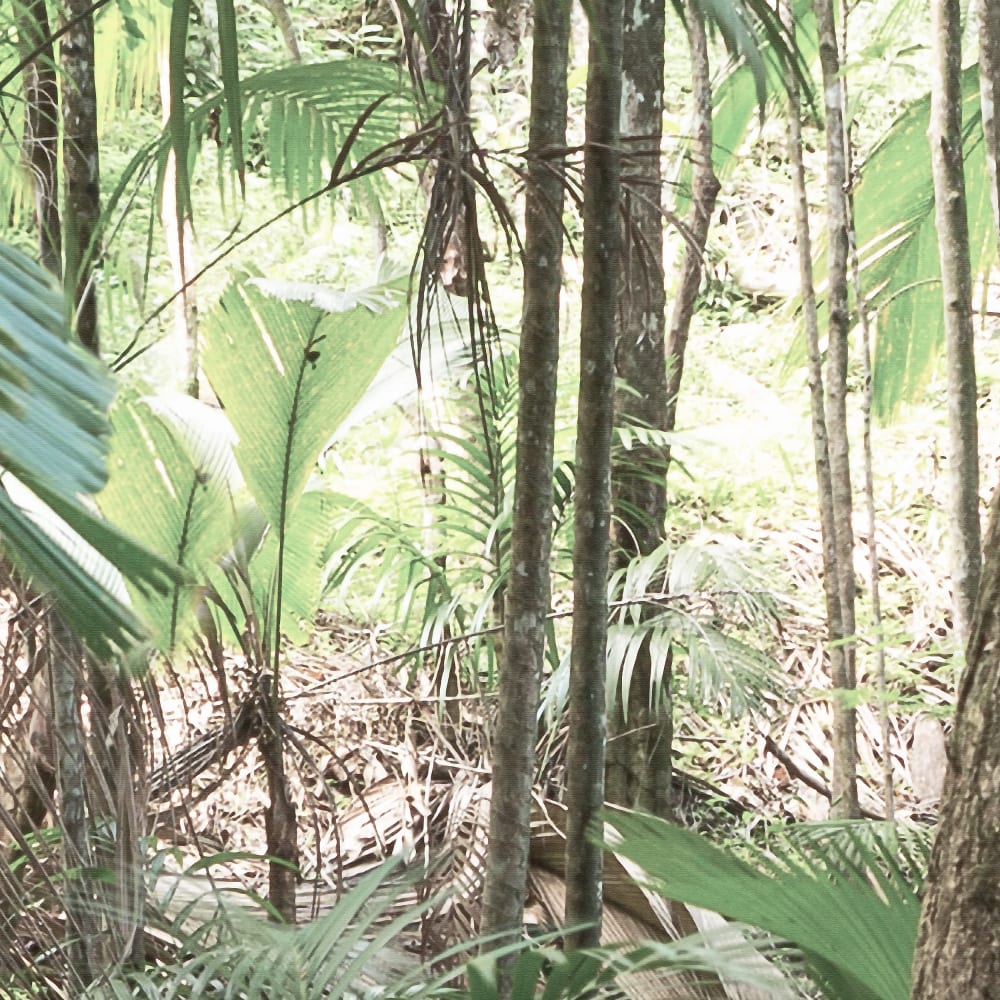 Papier peint panoramique Jungle Trek — vue 3