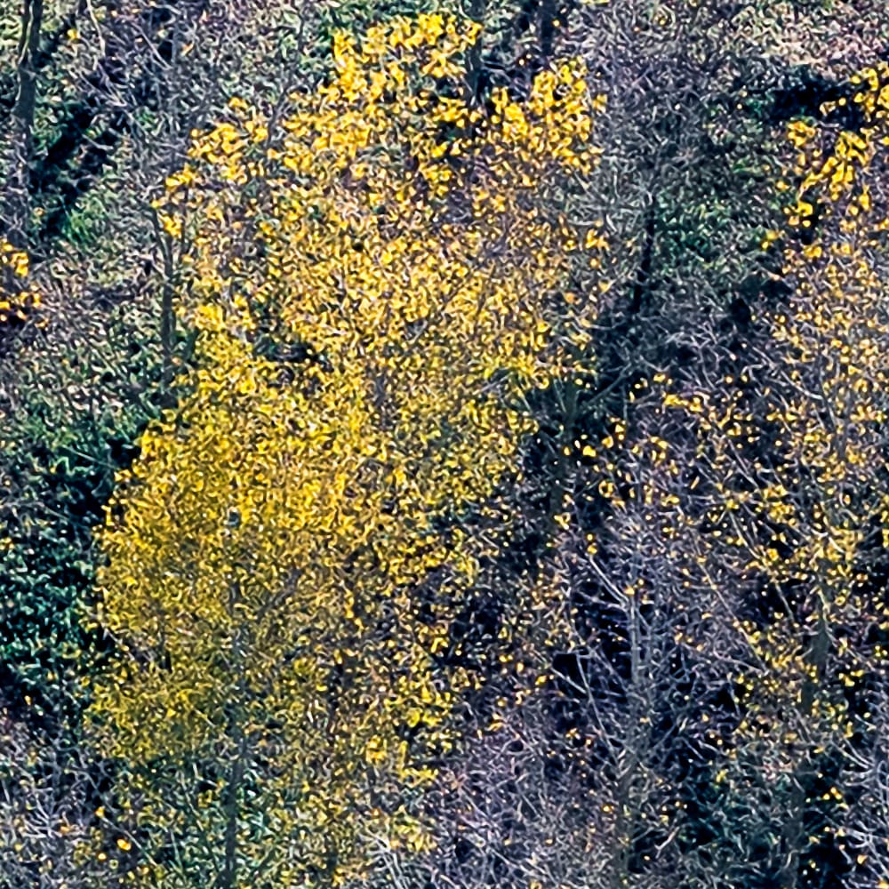 Papier peint panoramique Peupleraie — vue 3