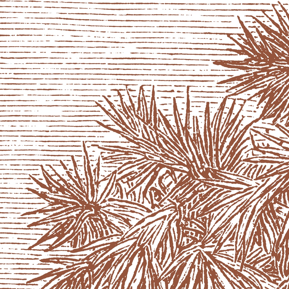 Papier peint panoramique Palmier Doum — vue 3