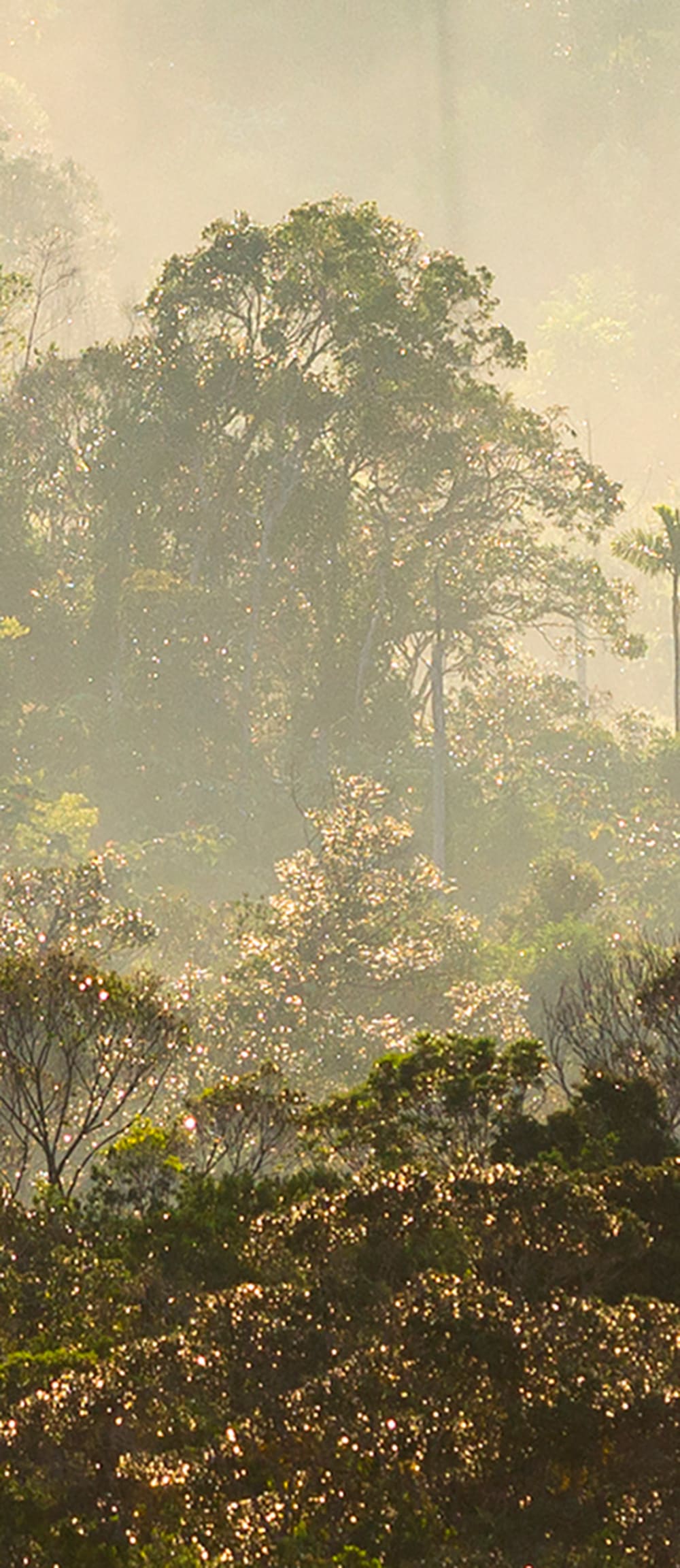 Papier peint panoramique Misty Forest — vue 3