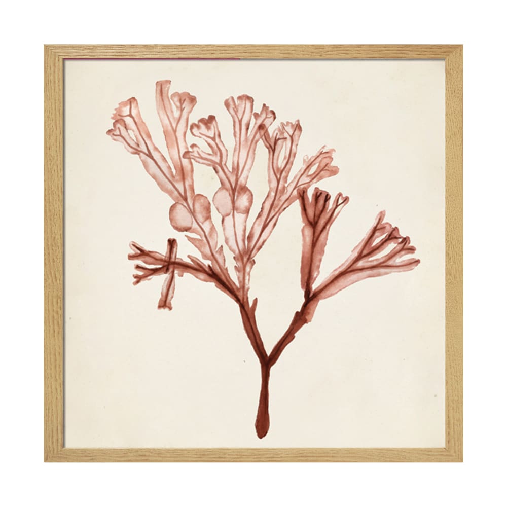 Tableau algue cadre en chêne massif 40 x 40 cm
