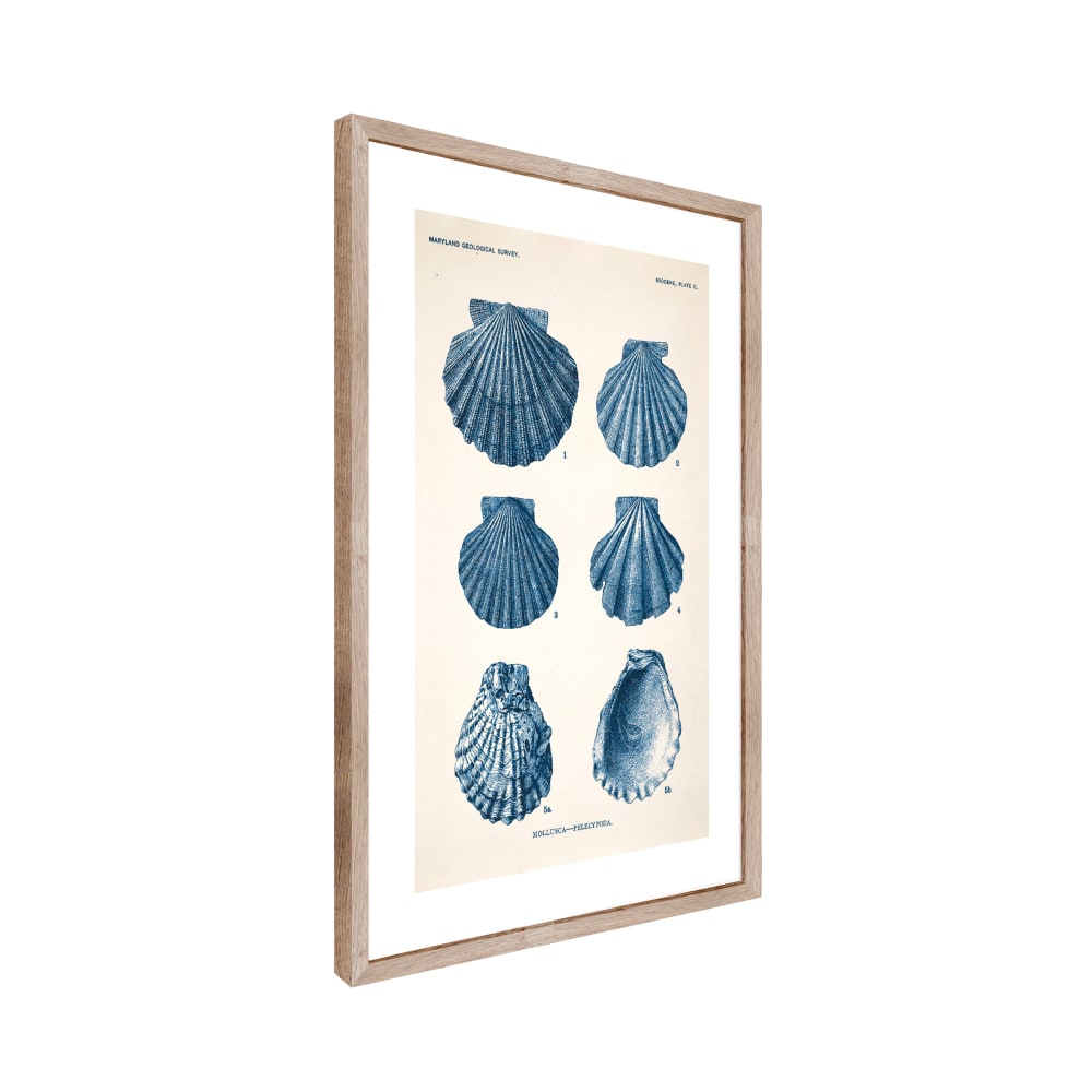 Tableau planche mollusque moulure en chêne massif 50 x 70 cm