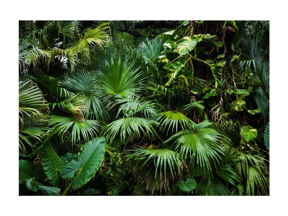 Papier peint paysages - jungle