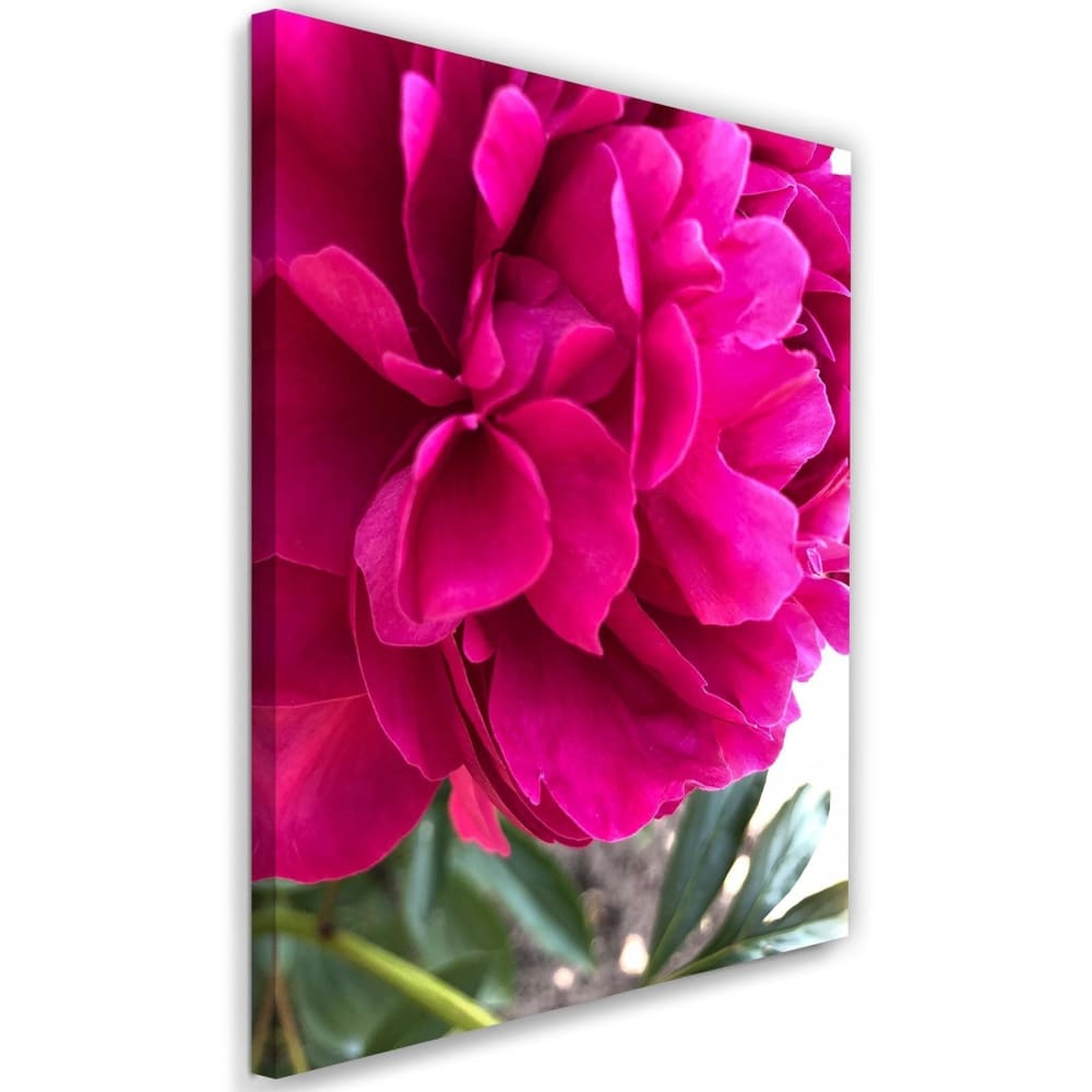 Tableau pivoine rose 80 x 120 cm