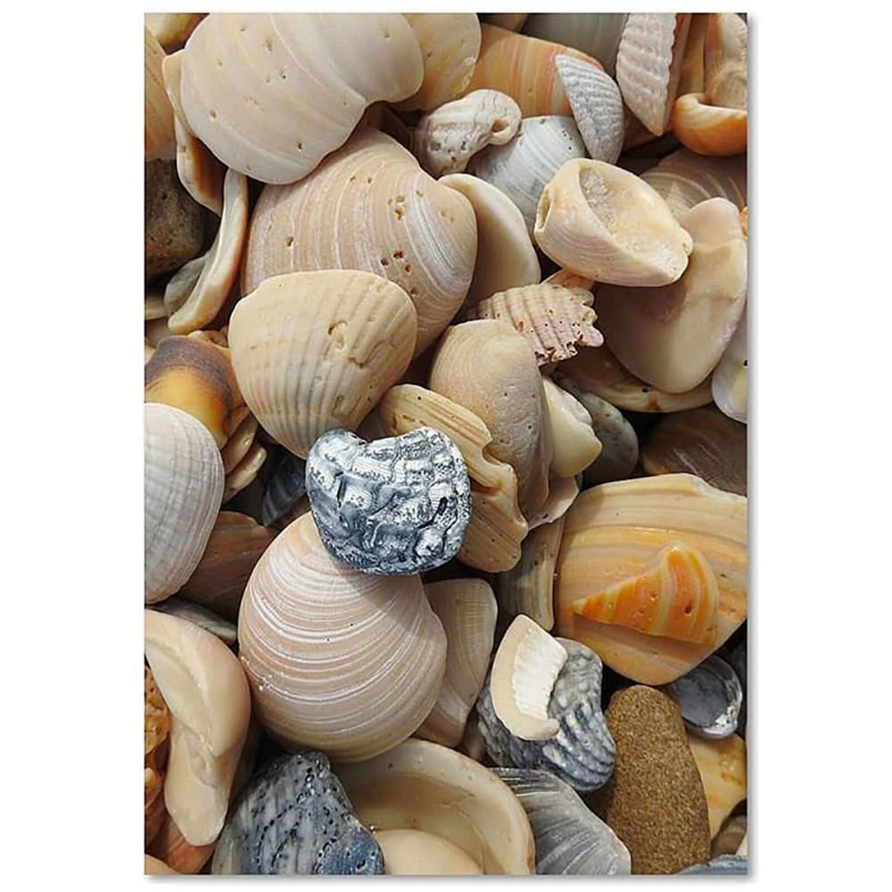 Tableau coquille 2 80