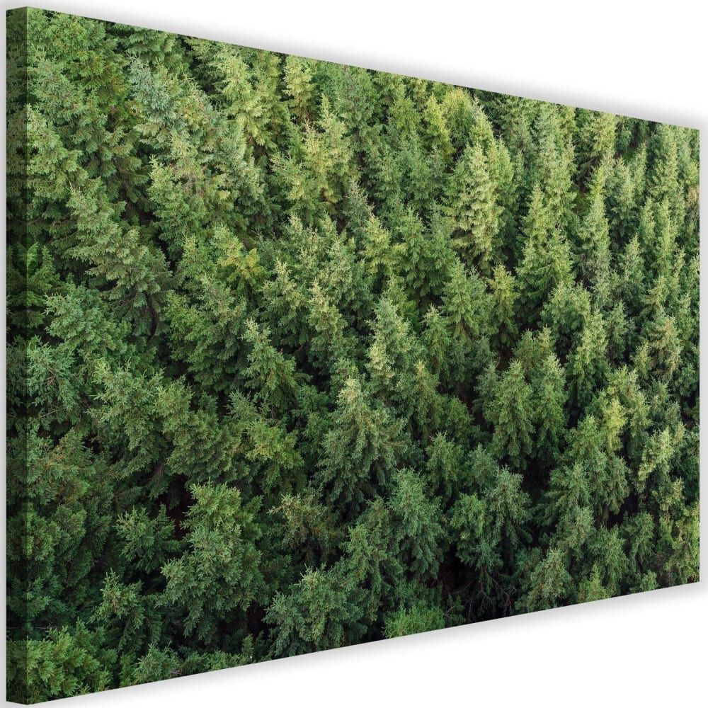 Tableau forêt d'épicéas 120 x 80 cm