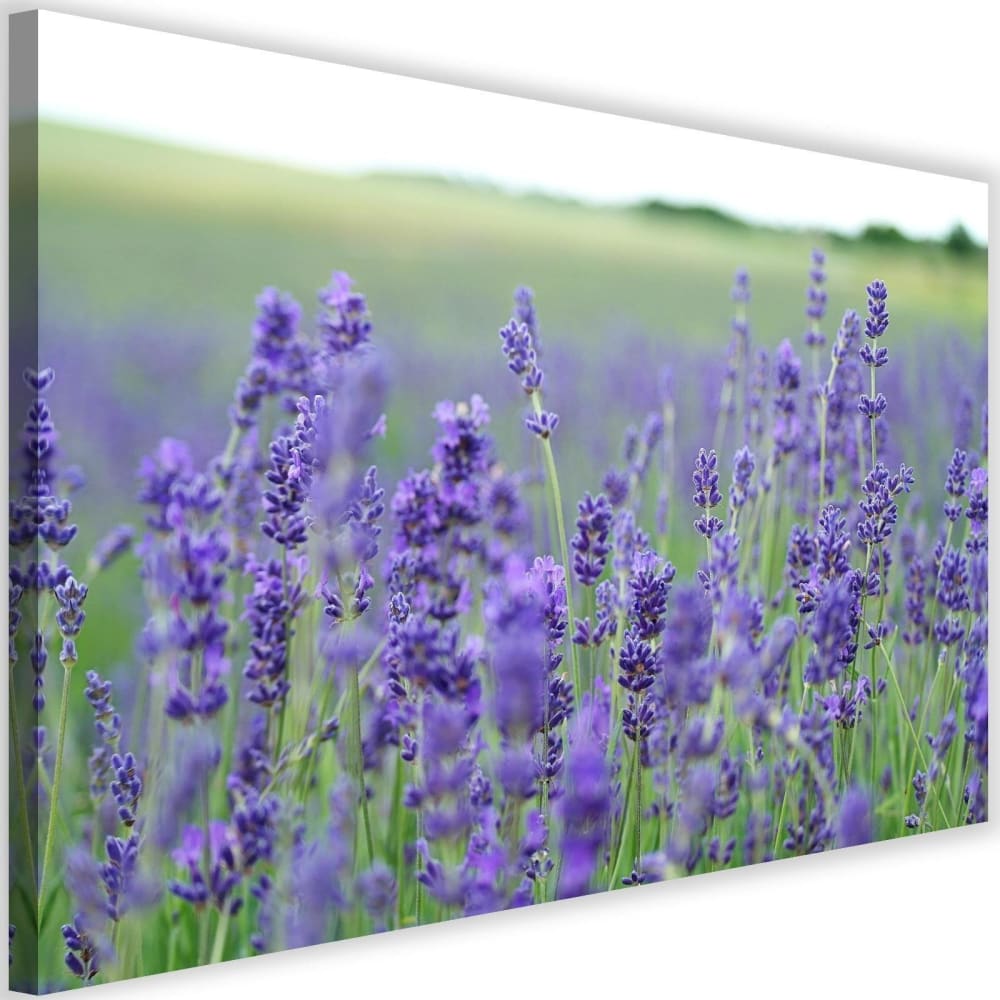 Tableau champs de lavande 120 x 80 cm