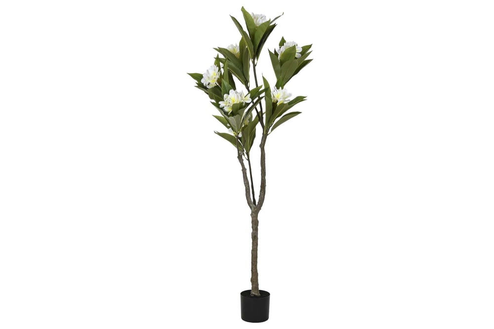 Arbre frangipanier en - fleur