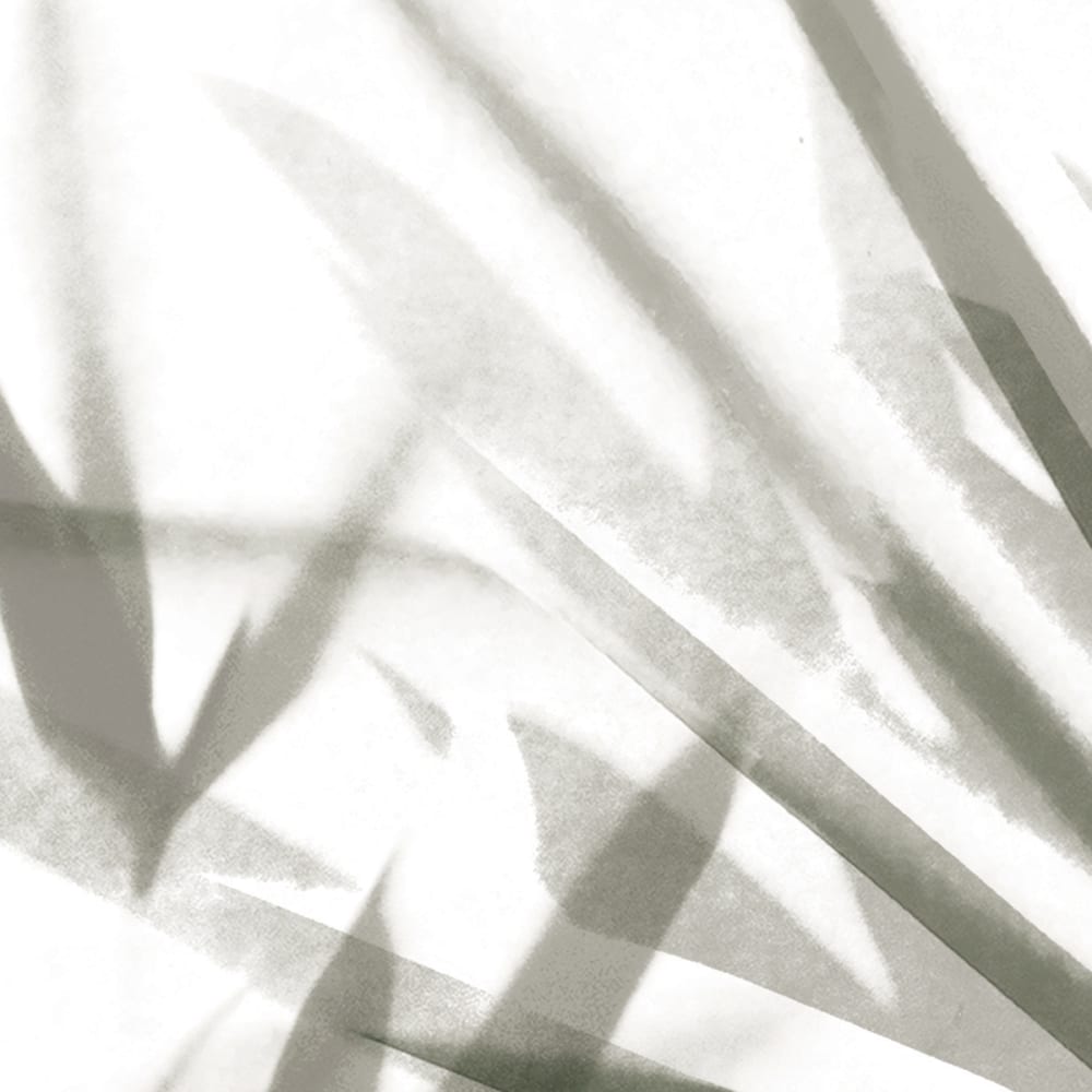 Papier peint feuilles tropicales, gris 225 x 250cm — vue 4