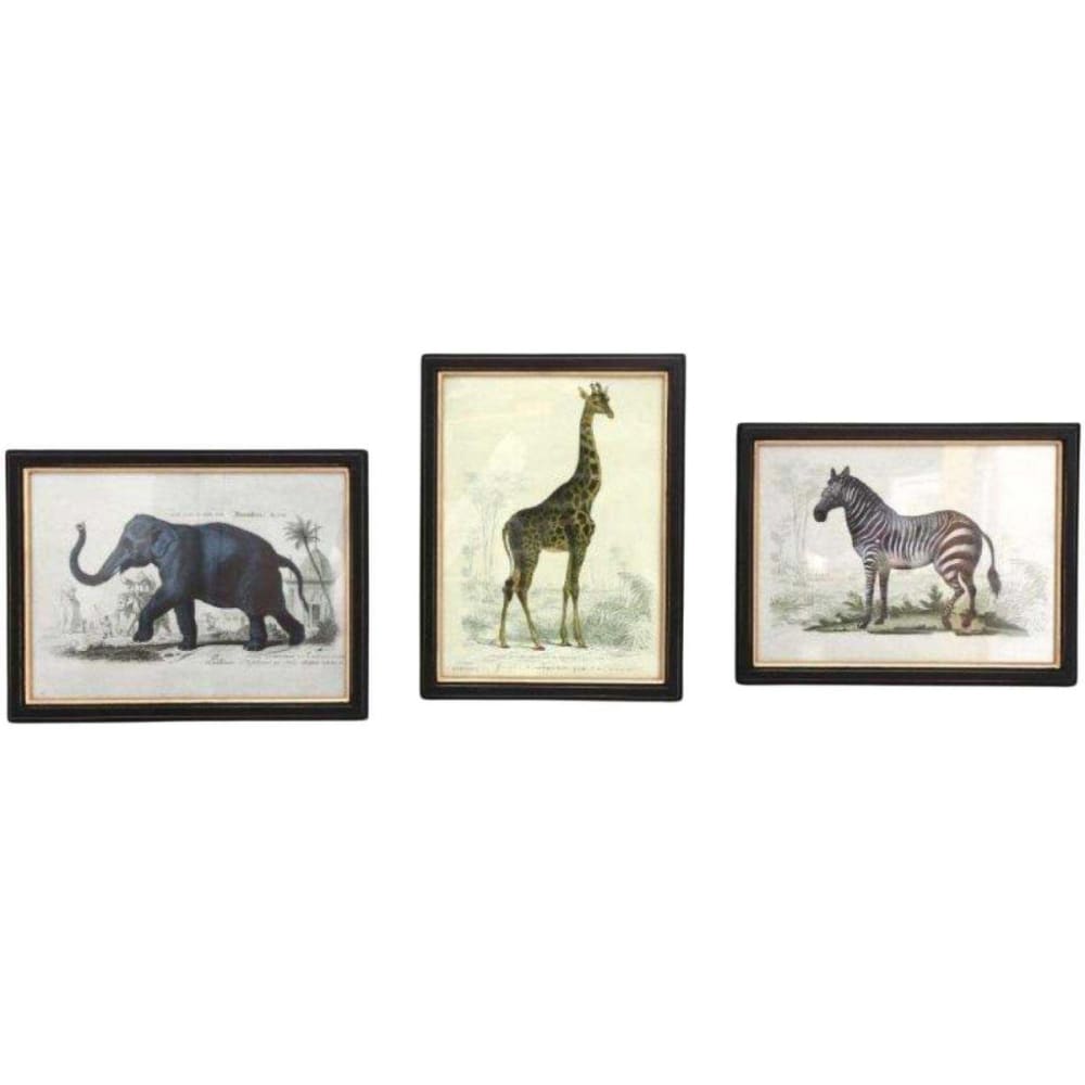 Assortiment de 3 cadres safari