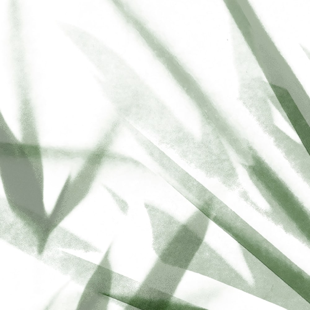 Papier peint feuilles tropicales, vert 525 x 250cm — vue 4
