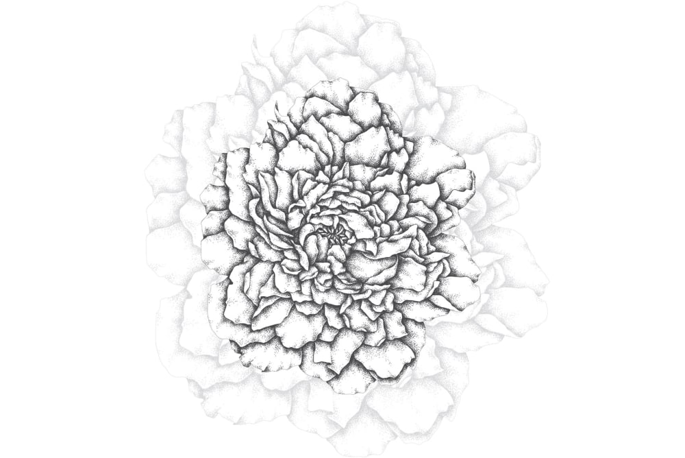 Papier peint cœur de pivoines, noir 375 x 250cm — vue 3