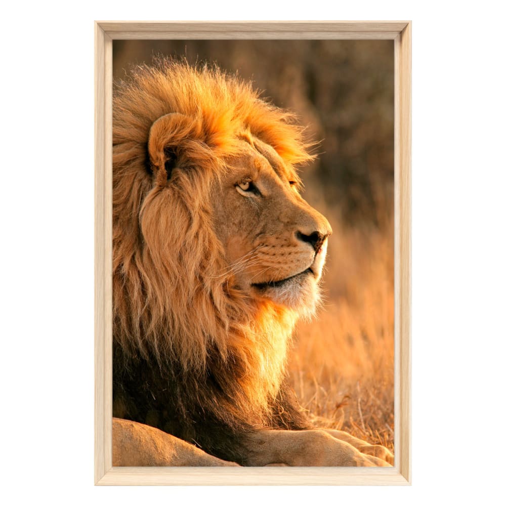 Tableau mural encadré - lion