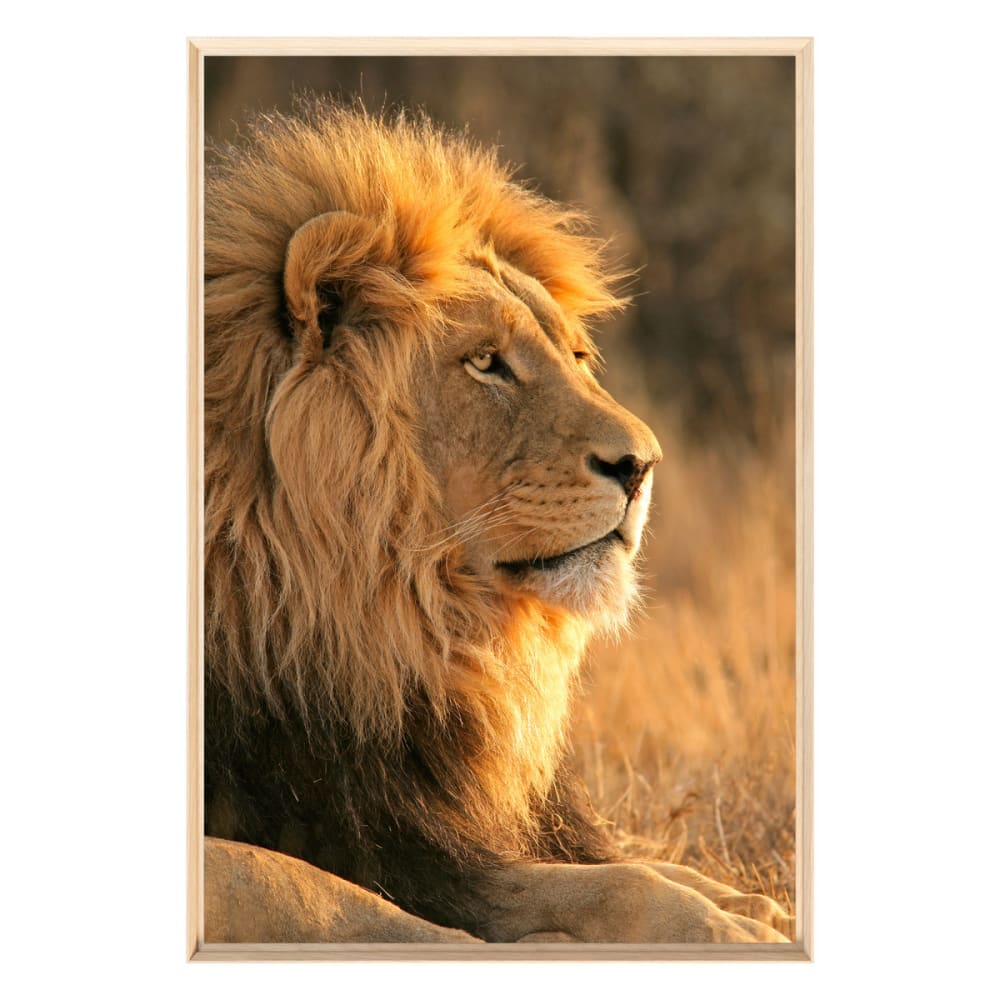 Tableau mural encadré - lion