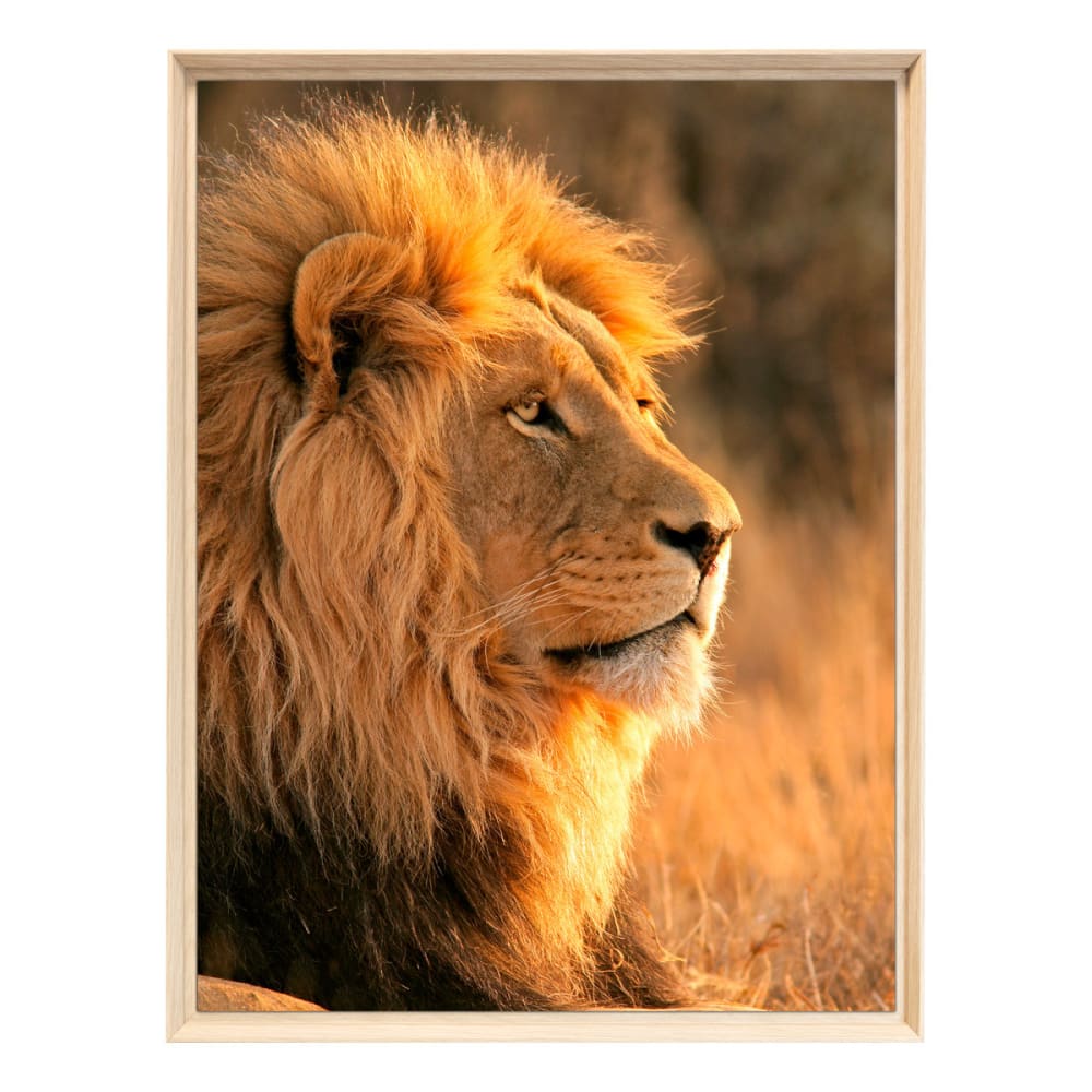 Tableau mural encadré - lion