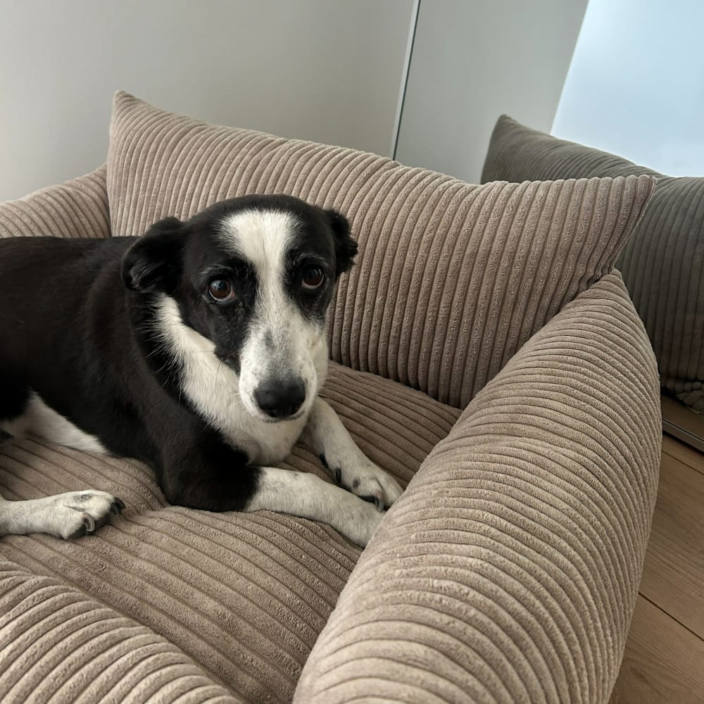 Hundesofa aus Cord 100x75 cm, haselnuss - Maisons Du Monde