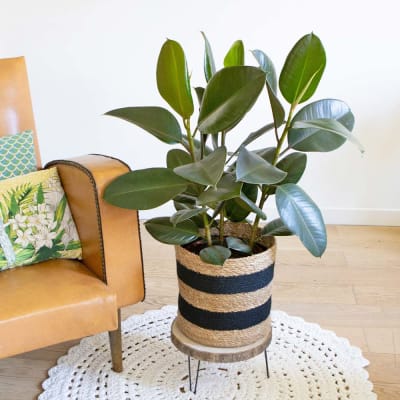 Ficus Caoutchouc 3 branches avec cache-pot