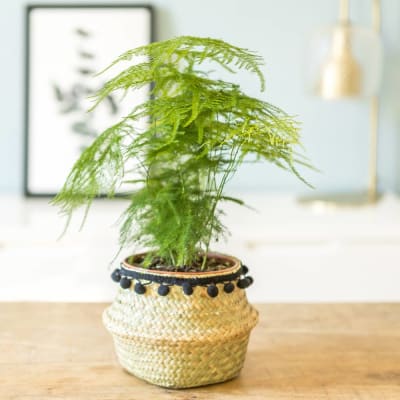 Aspargus plante d'intérieur résistante avec cache-pot