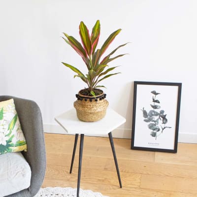 Cordyline plante d'intérieur remarquable avec cache-pot