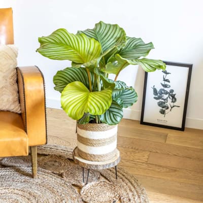 Calathea plante d'intérieur tropicale avec cache-pot