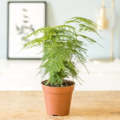 Aspargus plante d'intérieur résistante sans cache-pot