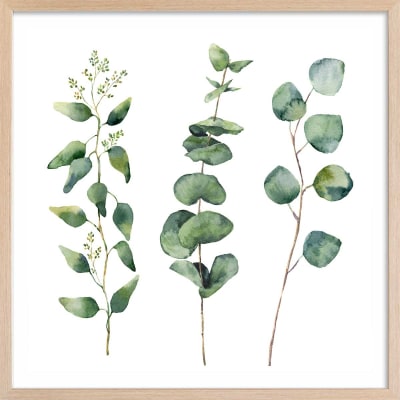 Affiche aquarelle eucalyptus avec cadre bois 50x50 cm