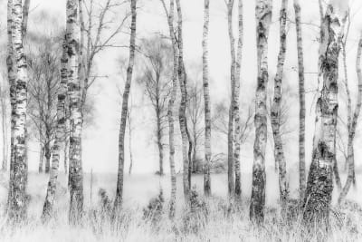 Tableau bouleaux en monochrome Tableau plexiglas 120x80 cm