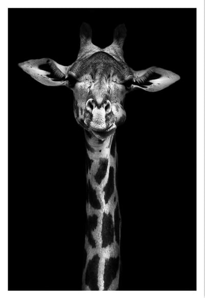 Affiche girafe haute en portrait sans cadre 60x90 cm