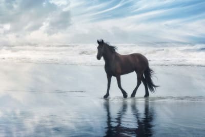 Tableau cheval mouvement du cheval  imprimé sur toile 90x60 cm