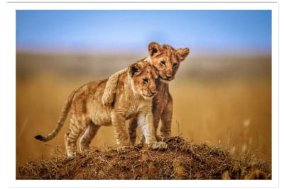 Affiche animaux brothers for the life sans cadre 30x20 cm