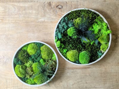 Tableau végétal naturel rond en mousse stabilisée - Lot de 2- Canopé
