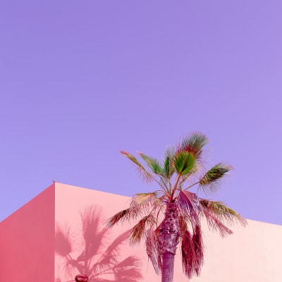Tableau palma rose imprimé sur toile 80x80 cm