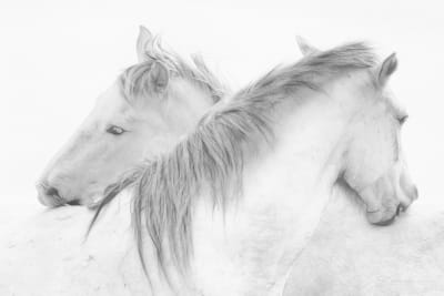 Tableau chevaux blancs imprimé sur toile 90x60 cm