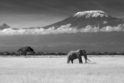 Tableau elephant et kilimanjaro Tableau plexiglas 120x80 cm