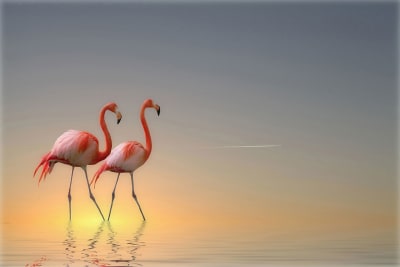 Tableau animaux flamands bleus Tableau plexiglas 120x80 cm