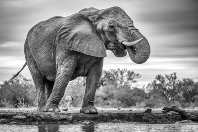 Tableau animaux standing proud Tableau plexiglas 120x80 cm