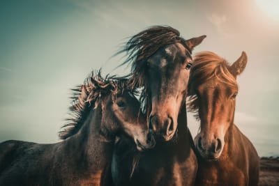 Tableau chevaux horse family  imprimé sur toile 90x60 cm